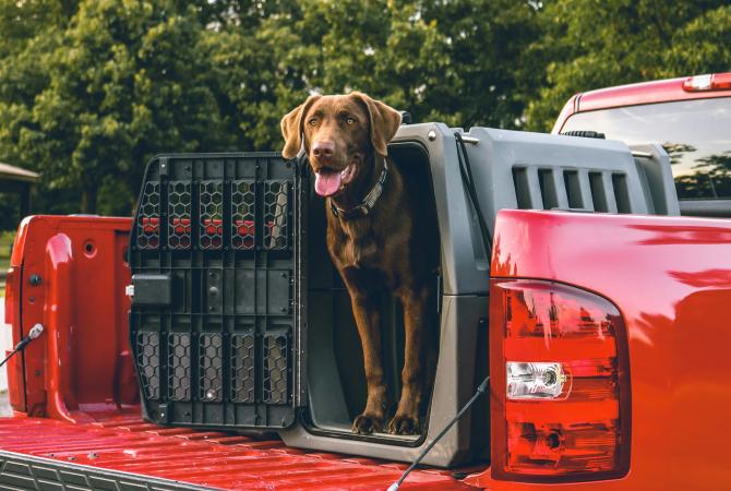 Brown dog standing in open carrier in the box of a red pickup truck