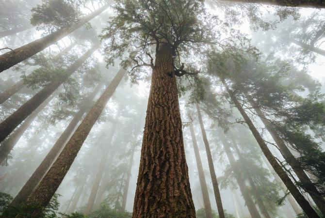 stand of cedar trees with light flowing through them