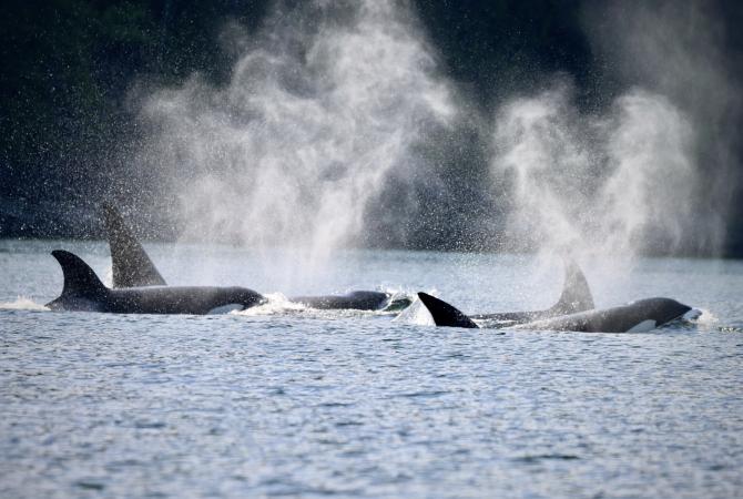 small pod of 4 orca whales