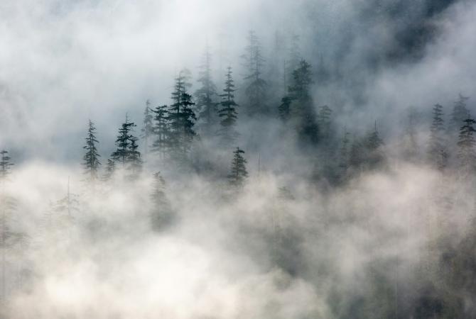 Pacific Northwest imagery, green coniferous trees in fog/mist