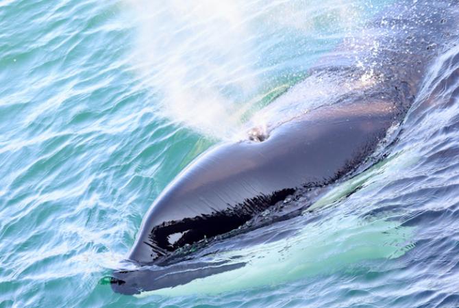 close up of orca whale in green waters