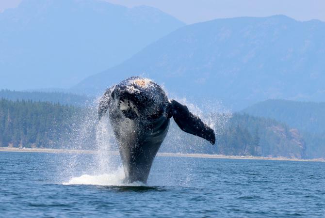 breaching humpback whale